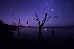Dead gum tree in the River Murray. Australia Dead gum tree in the River Murray. Australia