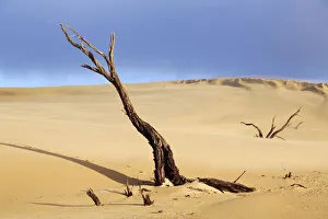 Dead tree in sand dunes. Coffin Bay. Australia Dead tree in sand dunes. Coffin Bay. Australia