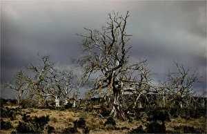 Southern lightscapes australia/dead trees highland region tasmanian central Southern lightscapes australia/dead trees highland region tasmanian central