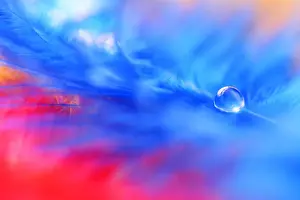 Blue And Red Color Combination Prints: A drop of water on a blue feather