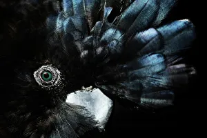 The Endangered Red-Tailed Black Cockatoo, Australia The Endangered Red-Tailed Black Cockatoo, Australia