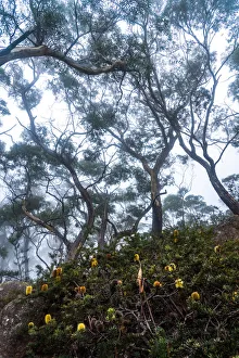 Eucalipt forest at Freycinet National Park, Tasmania Eucalipt forest at Freycinet National Park, Tasmania