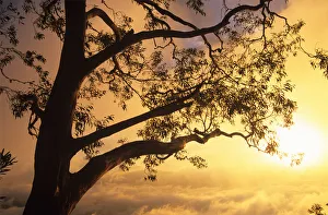 Eucalyptus tree and morning mist illuminated at sunrise Eucalyptus tree and morning mist illuminated at sunrise