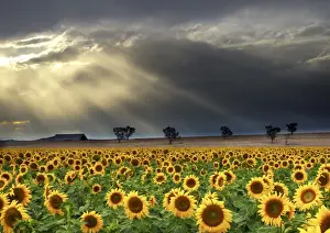 Australian Landscapes Prints: The far road