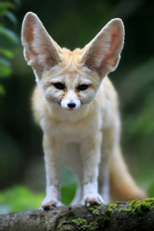 Fennec, (Vulpes zerda) Fennec, (Vulpes zerda)