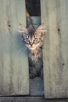 Feral kitten hiding between broken fence posts at dusk Feral kitten hiding between broken fence posts at dusk