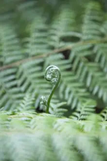 Australian Nature Photography Prints: Fern fiddlehead among branches