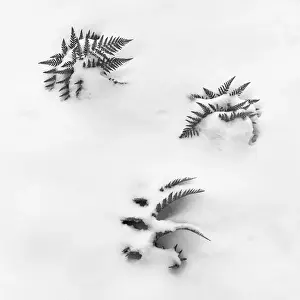 Images Dated 13th July 2014: Ferns and Snow Print - Early Regrowth