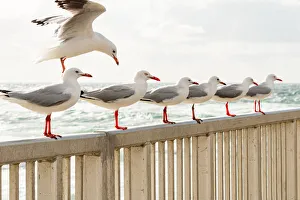 Flock of Seagulls all lined up along a railing over water Flock of Seagulls all lined up along a railing over water