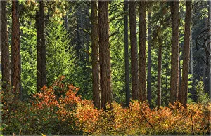Forest in the Palouse region of Washington state, USA Forest in the Palouse region of Washington state, USA