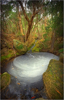 Fotheringate creek and rainforest, Lacotta, Flinders Island, Bass Strait, Tasmania, Australia Fotheringate creek and rainforest, Lacotta, Flinders Island, Bass Strait, Tasmania, Australia