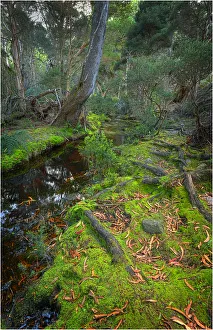 Fotheringate rainforest and creek in the foothills of the Strzelecki Ranges, Flinders Island, Bass Strait, Tasmania Fotheringate rainforest and creek in the foothills of the Strzelecki Ranges, Flinders Island, Bass Strait, Tasmania