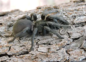 Funnel Web Spider Funnel Web Spider
