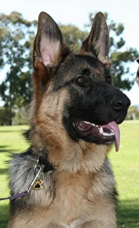 Photographers/nicola morgan photography animals/german shepherd dog Photographers/nicola morgan photography animals/german shepherd dog