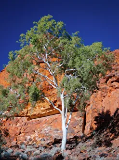 Ghost gum against red rocks in Australia outback Ghost gum against red rocks in Australia outback