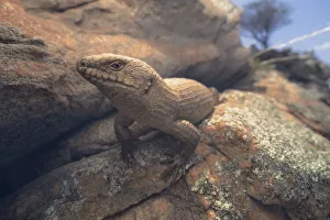 Animals/kristian bell photography/gidgee skink egernia stokesii pair rock crevice Animals/kristian bell photography/gidgee skink egernia stokesii pair rock crevice