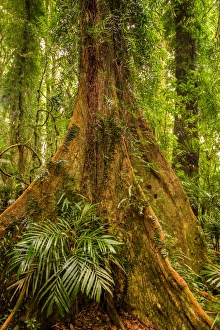 Gondwana Rainforest at Dorrigo National Park, New South Wales Gondwana Rainforest at Dorrigo National Park, New South Wales