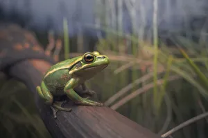 Green and golden bell frog (Litoria aurea) in burnt xanthorrhoea habitat Green and golden bell frog (Litoria aurea) in burnt xanthorrhoea habitat