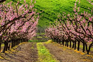 Victoria Australia Scenery Prints: Growing blossoms