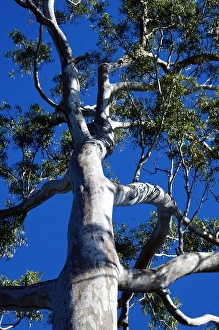 Gum tree Gum tree