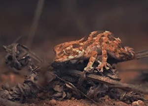 Animals/kristian bell photography/helmeted gecko tarentola chazaliae Animals/kristian bell photography/helmeted gecko tarentola chazaliae