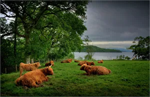 Highland cattle resting in a field, Loch Lomond, the Trossachs, Scotland Highland cattle resting in a field, Loch Lomond, the Trossachs, Scotland