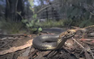 Highlands copperhead (Austrelaps ramsayi) in forest habitat Highlands copperhead (Austrelaps ramsayi) in forest habitat