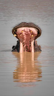 Hippo with mouth wide open in water with reflection Hippo with mouth wide open in water with reflection