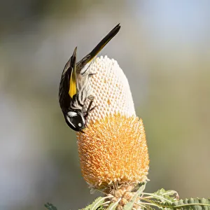 Honeyeater on banksia Honeyeater on banksia