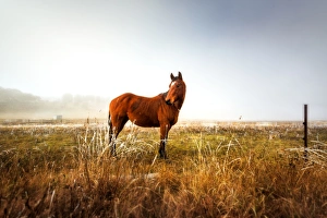 Photographers/brook attakorn photography/horse field winter season Photographers/brook attakorn photography/horse field winter season