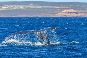 Humpback Whale - Kalbarri, Western Australia Humpback Whale - Kalbarri, Western Australia