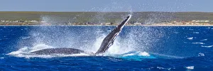 Humpback Whale - Kalbarri, Western Australia Humpback Whale - Kalbarri, Western Australia