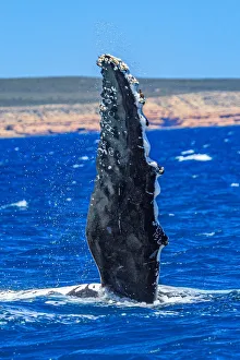 Humpback Whale - Kalbarri, Western Australia Humpback Whale - Kalbarri, Western Australia