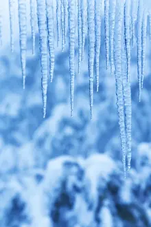 Australian Winter Landscapes Prints: Icicles in snow