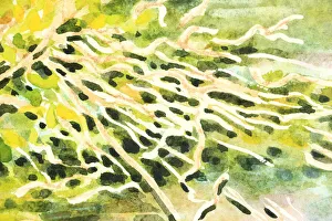 Detail of Illustration of Dusky Moorhen Nest Watercolour Painting Detail of Illustration of Dusky Moorhen Nest Watercolour Painting