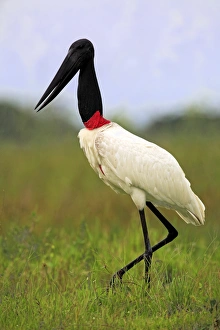 Animals/naturfotografie sohns wildlife photography/jabiru jabiru mycteria Animals/naturfotografie sohns wildlife photography/jabiru jabiru mycteria