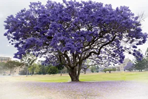 Jacaranda tree in full bloom Jacaranda tree in full bloom
