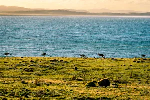 Kangaroos at Lesueur Point, Maria Island, Tasmania Kangaroos at Lesueur Point, Maria Island, Tasmania