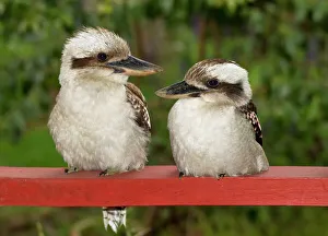 <b class=qtipBold><figcaption>Kookaburra Couple</figcaption></b><br>Two Australian Kookaburras perched on a railing.<br><em>© © 2015 Louise Docker</em> Kookaburra Couple