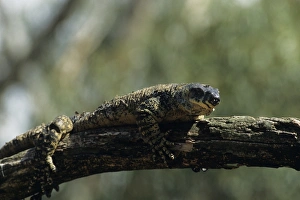 Lace monitor (Varanus varius) on tree limb, Australia Lace monitor (Varanus varius) on tree limb, Australia