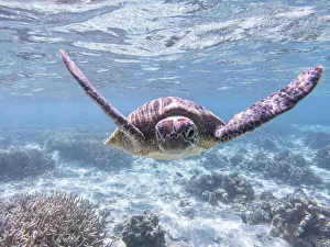 Animals/reptiles turtles/large green turtle swimming gracefully coral Animals/reptiles turtles/large green turtle swimming gracefully coral