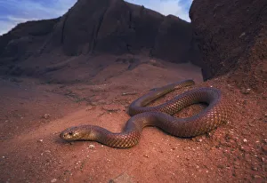 Large, wild king brown/mulga snake (Pseudechis australis) from south central New South Wales, Australia Large, wild king brown/mulga snake (Pseudechis australis) from south central New South Wales, Australia