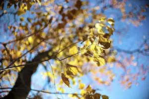 Low Angle View Of A Tree Prints: Leaves