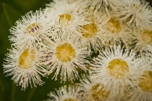 Botanical Art Prints Collection: Lemon-scented gum tree flowers