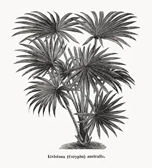Livistona australis, wood engraving, published in 1873 Livistona australis, wood engraving, published in 1873