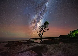 Lone tree under the Milky Way with red airglow Lone tree under the Milky Way with red airglow