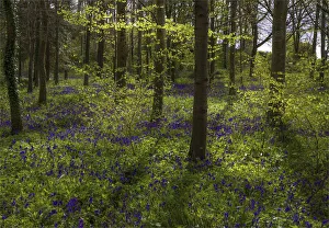 Magnificent display of spring bluebells at Hambleton hill, Dorset, England, United Kingdom Magnificent display of spring bluebells at Hambleton hill, Dorset, England, United Kingdom