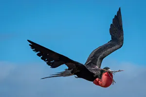 Magnificent Frigatebird in flight with red gular pouch and twig in beak Magnificent Frigatebird in flight with red gular pouch and twig in beak
