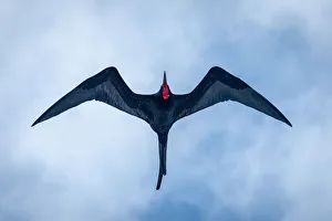 Photographers/james stone nature photography/magnificent frigatebirds flight Photographers/james stone nature photography/magnificent frigatebirds flight