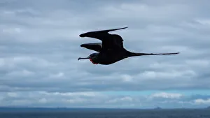 Magnificent Frigatebirds in flight, GalA¡pagos Islands Magnificent Frigatebirds in flight, GalA¡pagos Islands